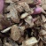 牛蒡茶