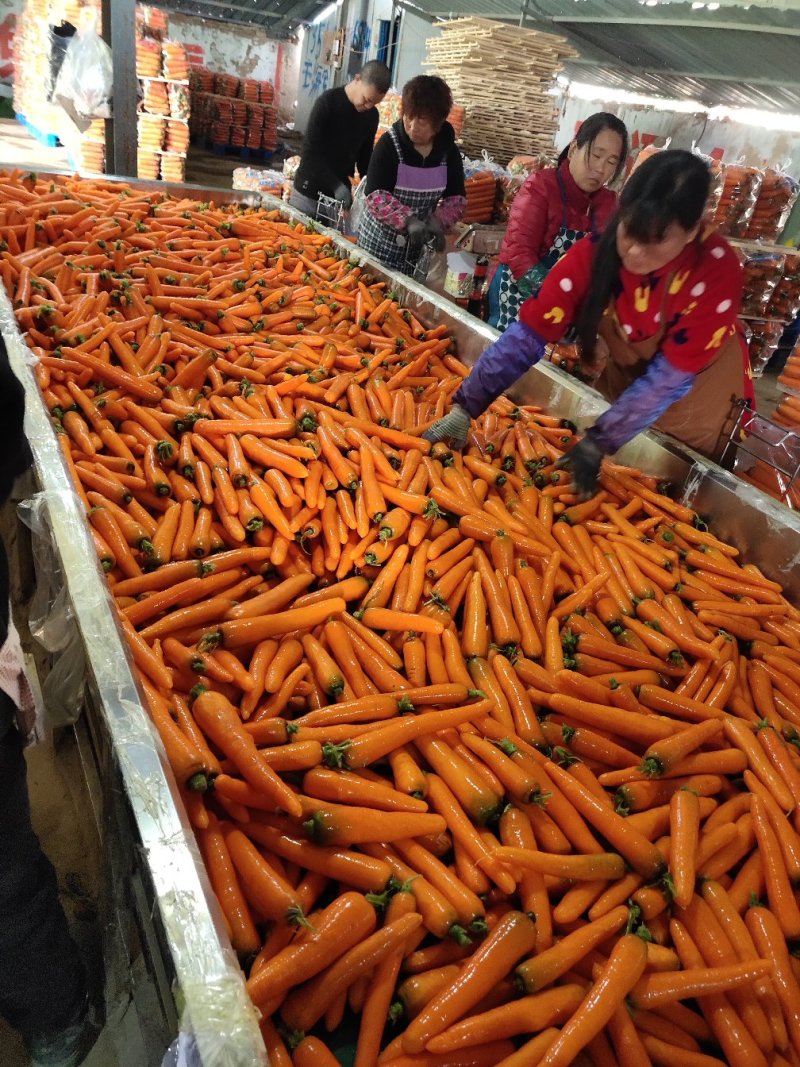 红萝卜精品中条产地直供一手货源对接农户