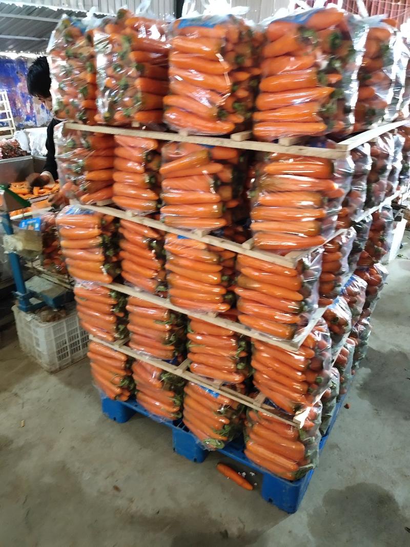 红萝卜精品中条产地直供一手货源对接农户