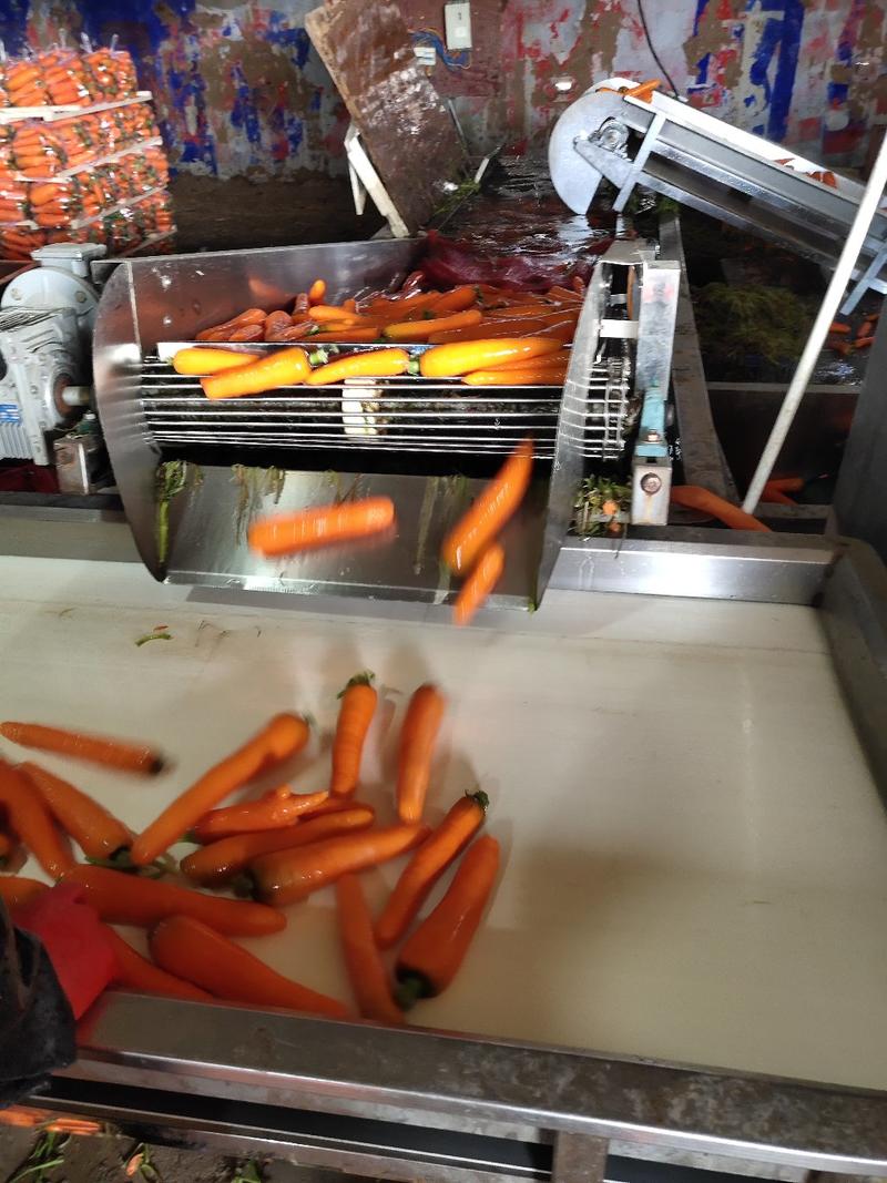 红萝卜精品中条产地直供一手货源对接农户