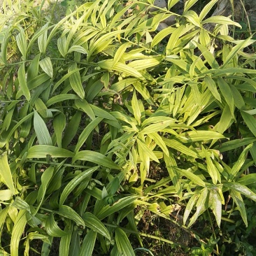 四川黄精苗，姜型甜黄精不倒苗，三年苗
