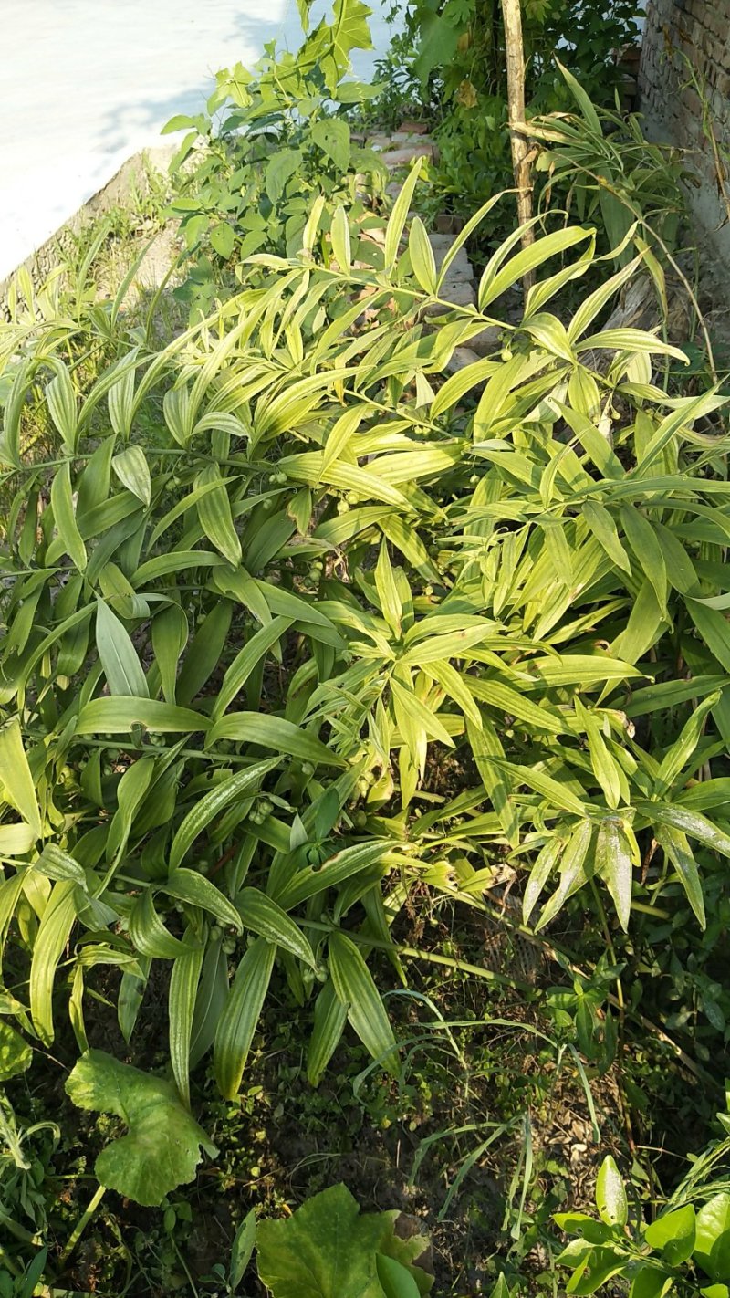 四川黄精苗，姜型甜黄精不倒苗，三年苗