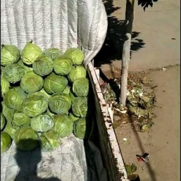 包菜
