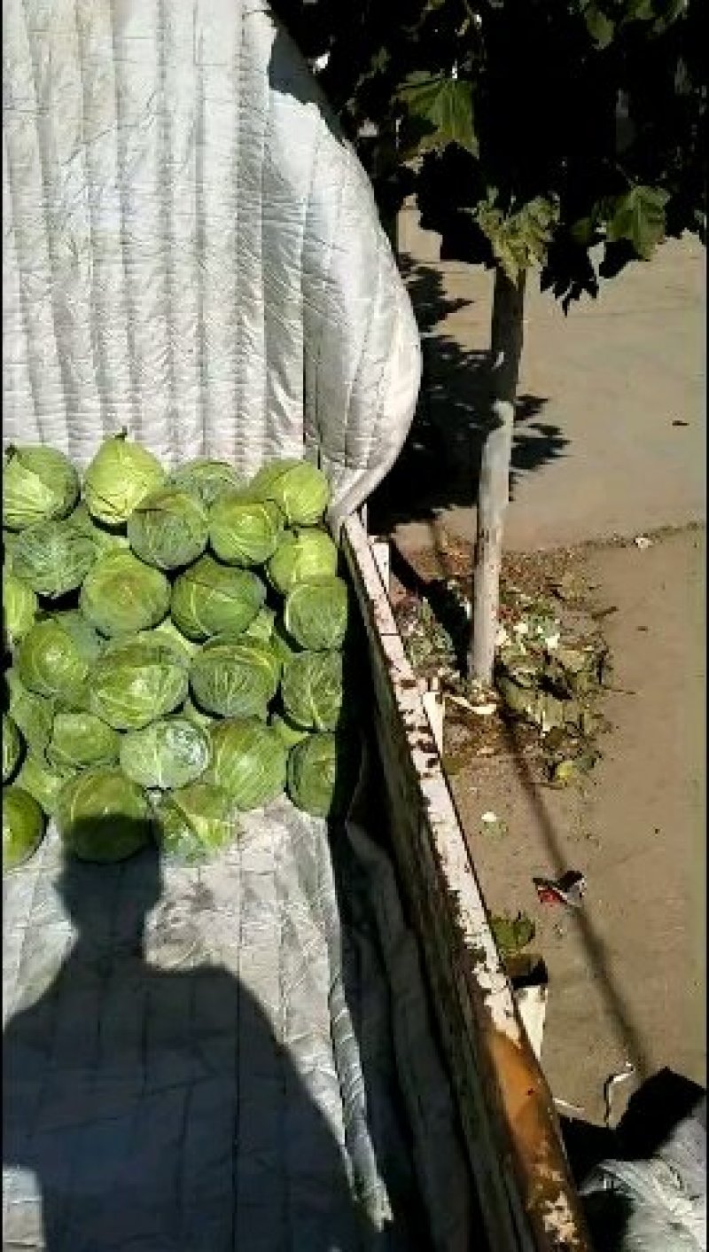 包菜