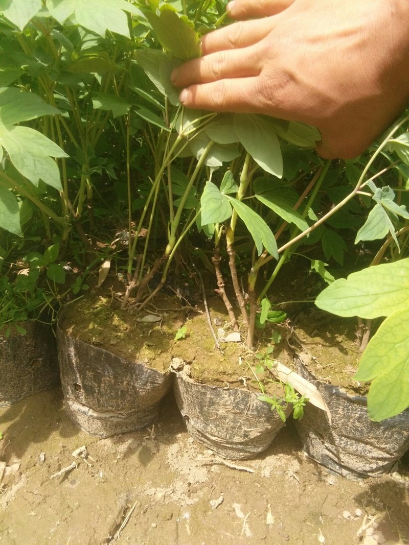 金边，冬青，紫叶矮樱，金叶女贞，牡丹，高山黄杨