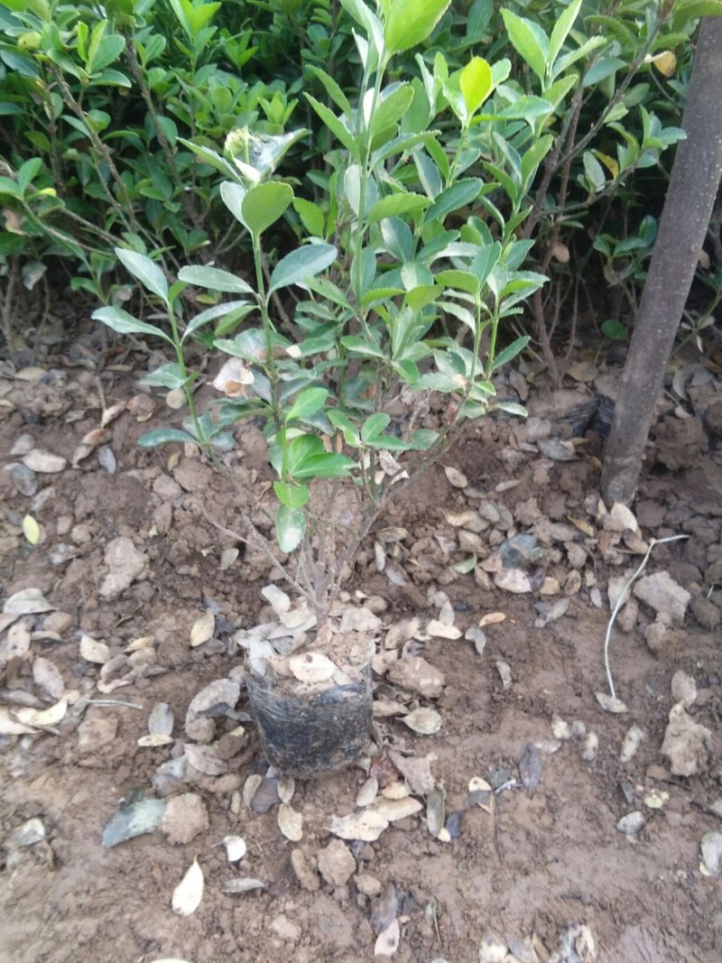金边，冬青，紫叶矮樱，金叶女贞，牡丹，高山黄杨