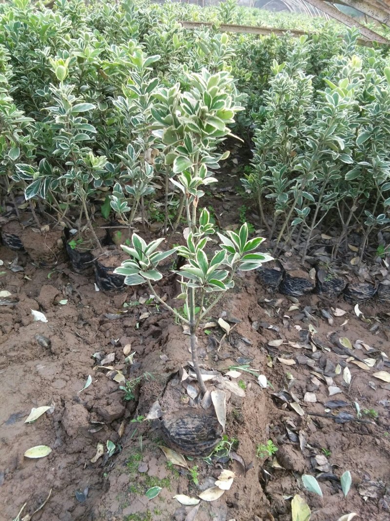 金边，冬青，紫叶矮樱，金叶女贞，牡丹，高山黄杨