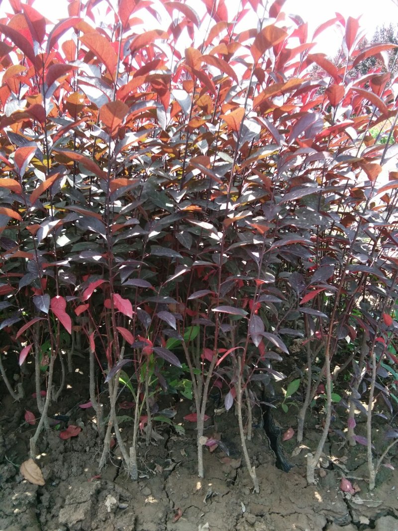 金边，冬青，紫叶矮樱，金叶女贞，牡丹，高山黄杨