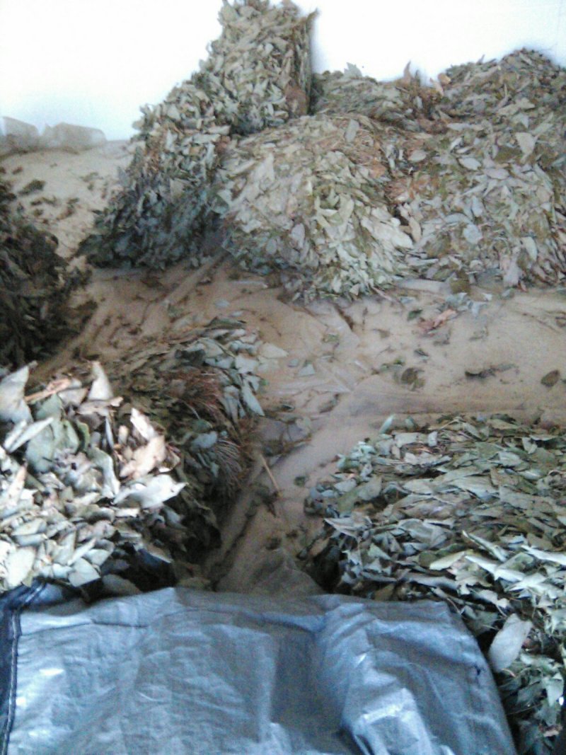淫羊藿