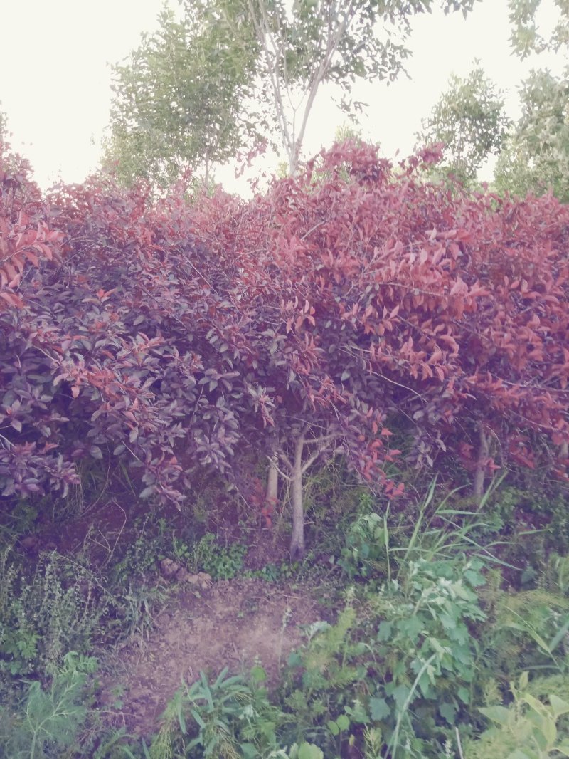 紫叶矮樱