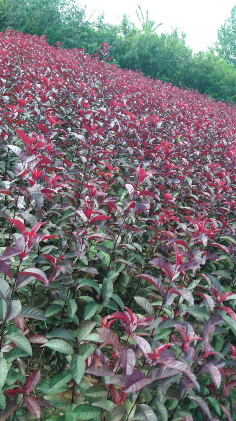 出售紫矮樱小苗，l米左右每棵0.65元，.