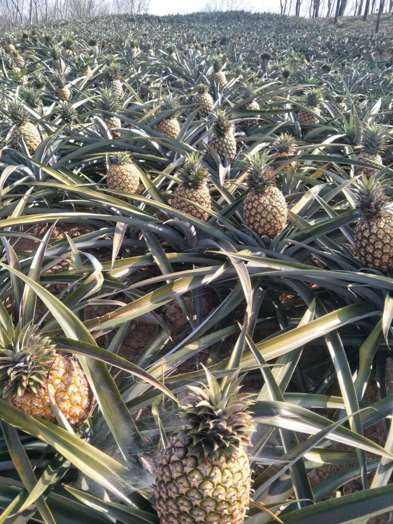 凤梨云南西双版纳无眼凤梨全年供货欢迎订购