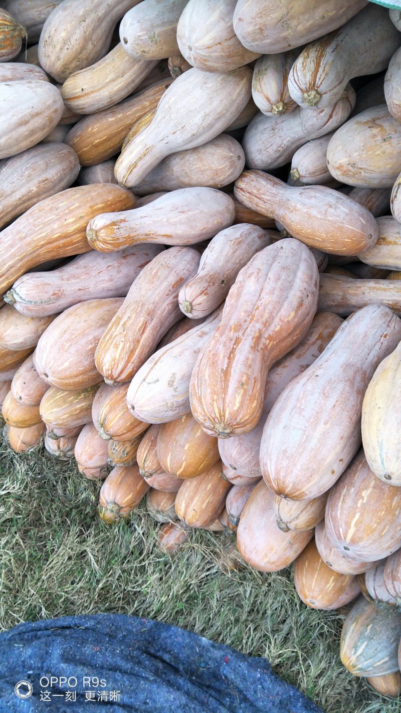 金韩蜜本南瓜5斤以上长条形颜色红！面甜肉红！