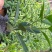 精品非洲茉莉广东茉莉，现挖现发易成活，提供技术可发全国