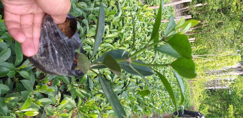 精品非洲茉莉广东茉莉，现挖现发易成活，提供技术可发全国