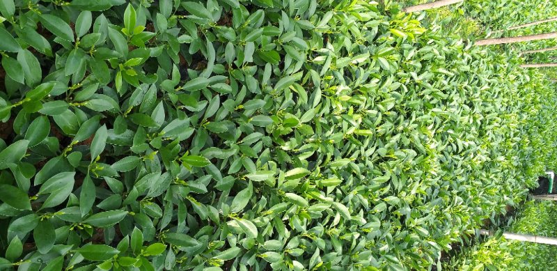 精品非洲茉莉广东茉莉，现挖现发易成活，提供技术可发全国