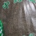 西河柳河北干货散装量大从优
