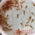 红鲤鱼苗金丝鲤鱼苗