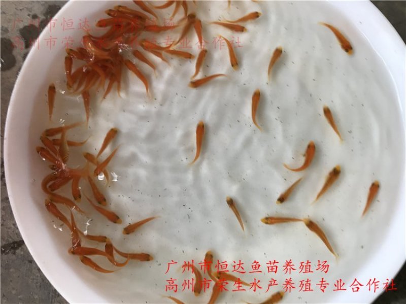 红鲤鱼苗金丝鲤鱼苗