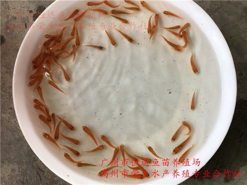 红鲤鱼苗金丝鲤鱼苗