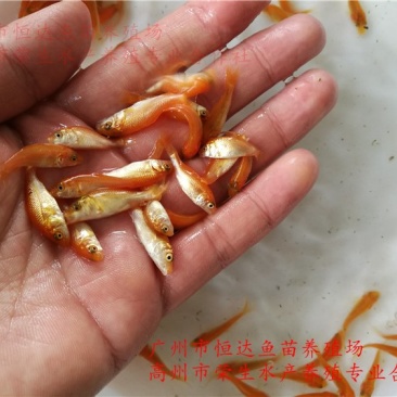 红鲤鱼苗金丝鲤鱼苗