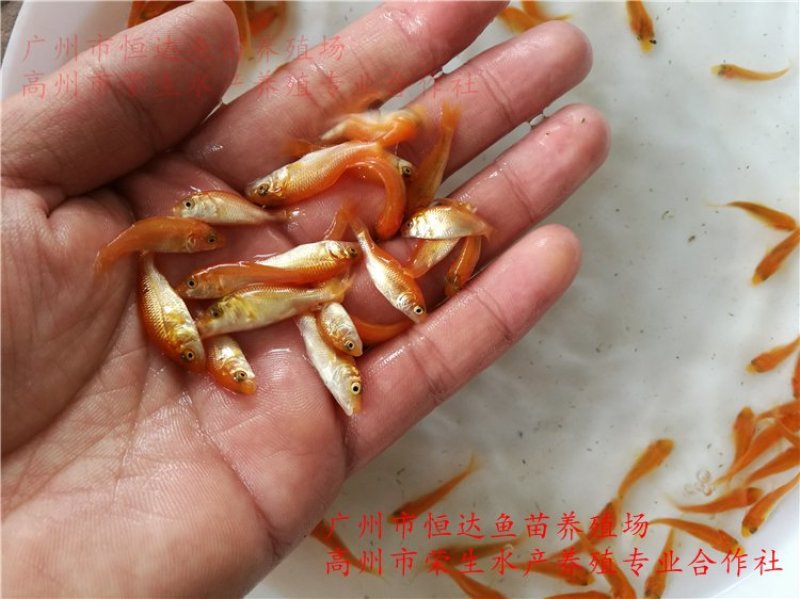 红鲤鱼苗金丝鲤鱼苗