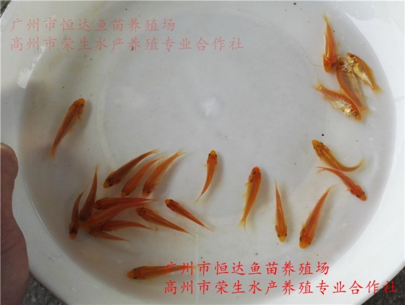 红鲤鱼苗金丝鲤鱼苗