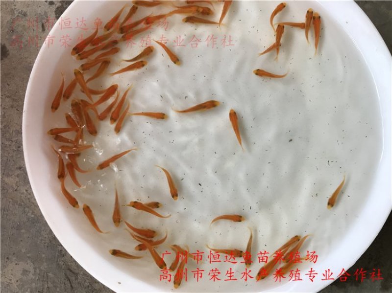 红鲤鱼苗金丝鲤鱼苗