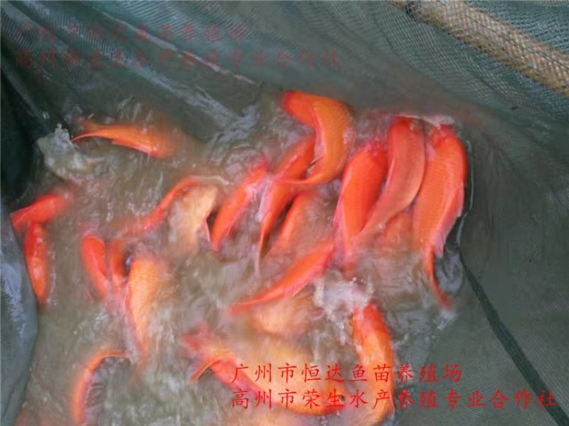 红鲤鱼苗金丝鲤鱼苗