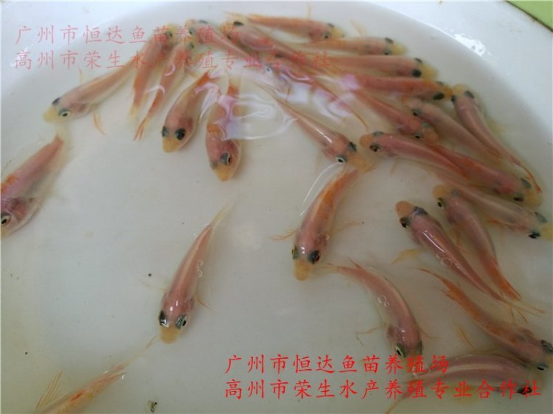 红罗非鱼鱼苗彩虹雕