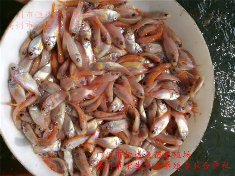 红罗非鱼鱼苗彩虹雕
