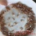 红罗非鱼鱼苗彩虹雕