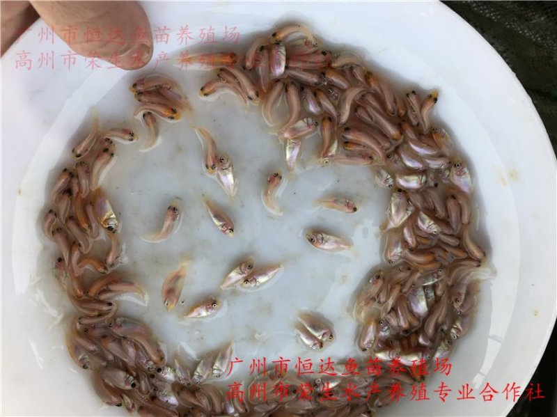 红罗非鱼鱼苗彩虹雕