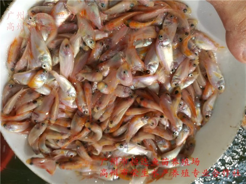 红罗非鱼鱼苗彩虹雕