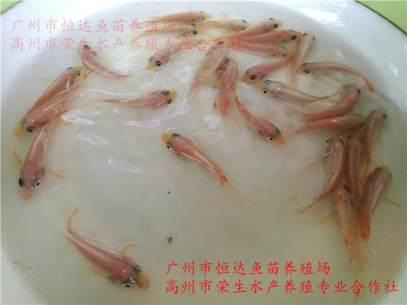 红罗非鱼鱼苗彩虹雕