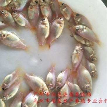 红罗非鱼鱼苗彩虹雕