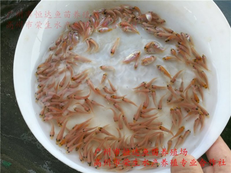 红罗非鱼鱼苗彩虹雕