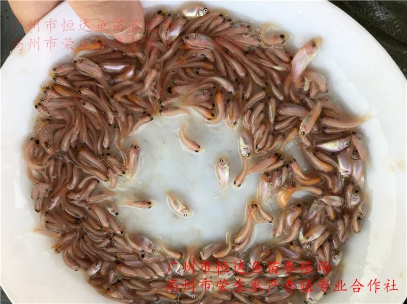 红罗非鱼鱼苗彩虹雕