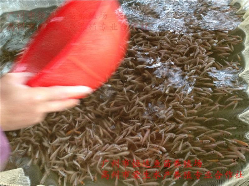 红罗非鱼鱼苗彩虹雕