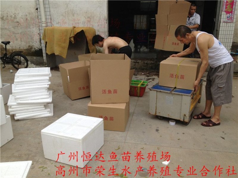 红罗非鱼鱼苗彩虹雕