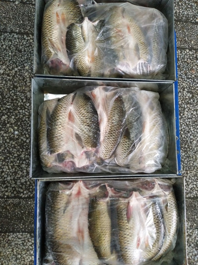 草鱼干洪湖腌制腊鱼干