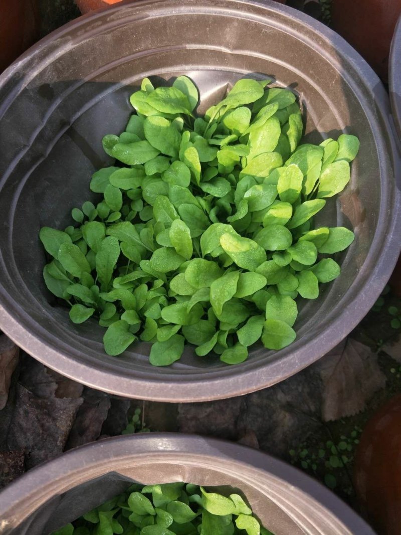 富硒荠菜，盆栽，可观赏，可食用！