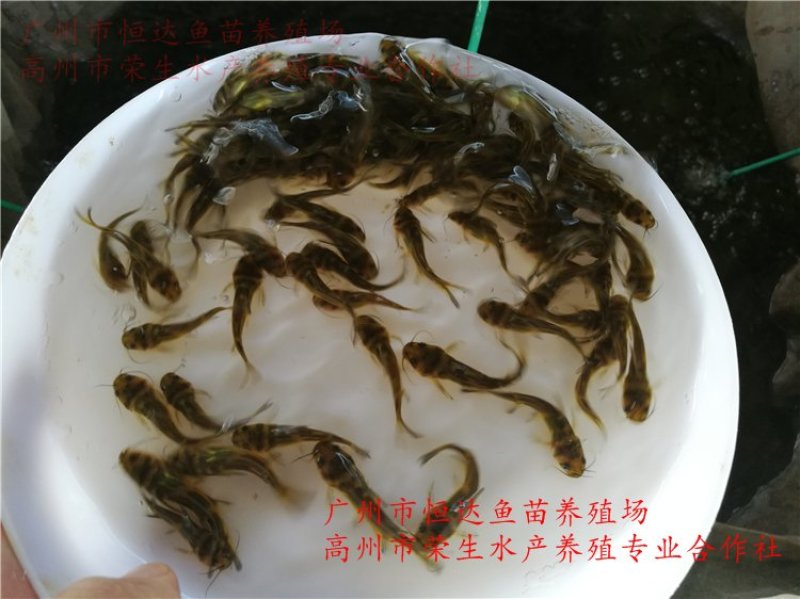 黄骨鱼苗全雄黄颡鱼苗