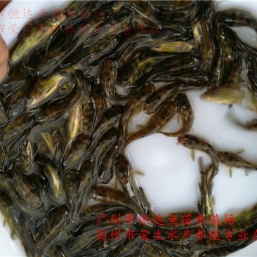 黄骨鱼苗全雄黄颡鱼苗