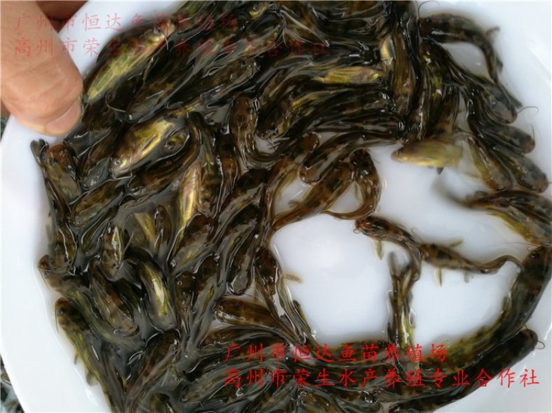 黄骨鱼苗全雄黄颡鱼苗