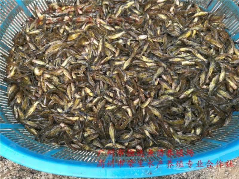 黄骨鱼苗全雄黄颡鱼苗
