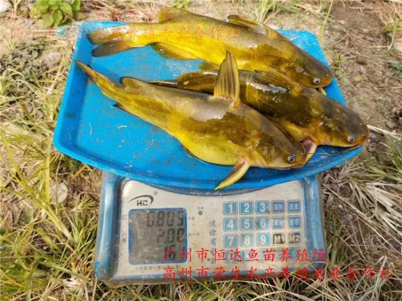 黄骨鱼苗全雄黄颡鱼苗