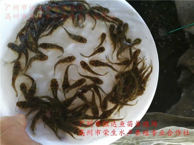 黄骨鱼苗全雄黄颡鱼苗