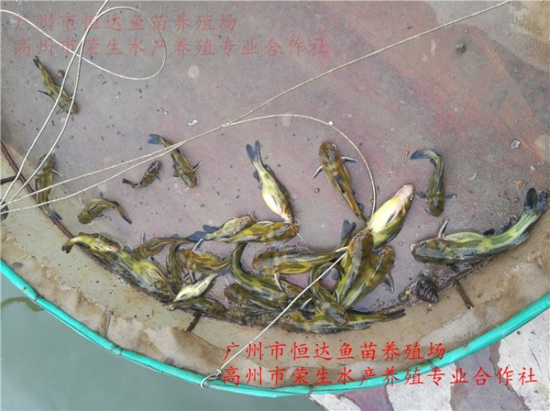 黄骨鱼苗全雄黄颡鱼苗