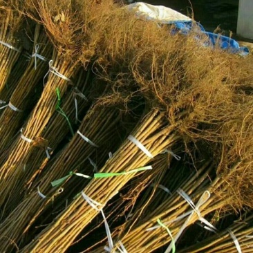 大榛子树苗，品种纯正，多买优惠！！！